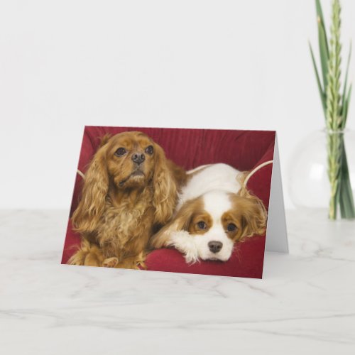 Two Best Friends CKCS Ruby And Blenheim Card