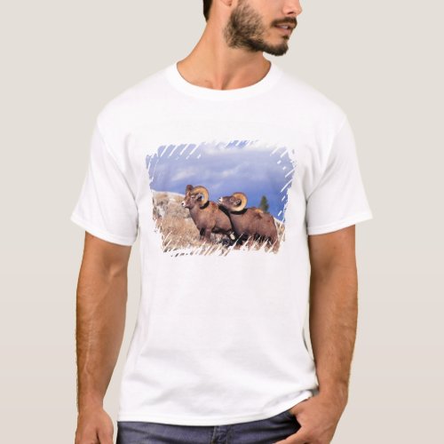 Two bighorn rams Ovis canadensis on grassy T_Shirt