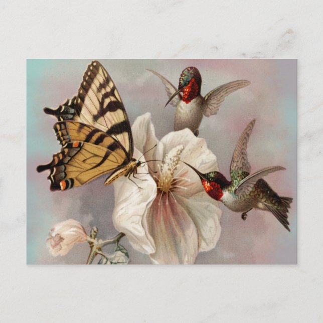 Two Birds & A Butterfly Sharing a Meal Postcard (Front)