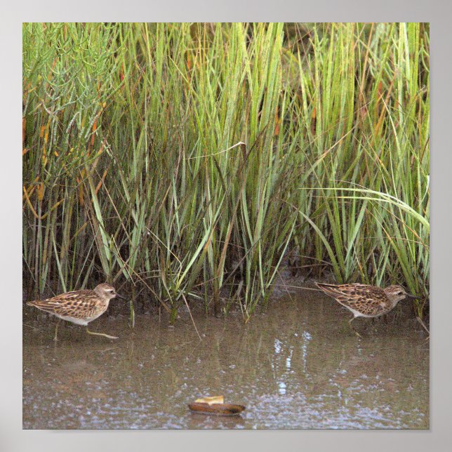 Two Birds Photo Poster (Front)