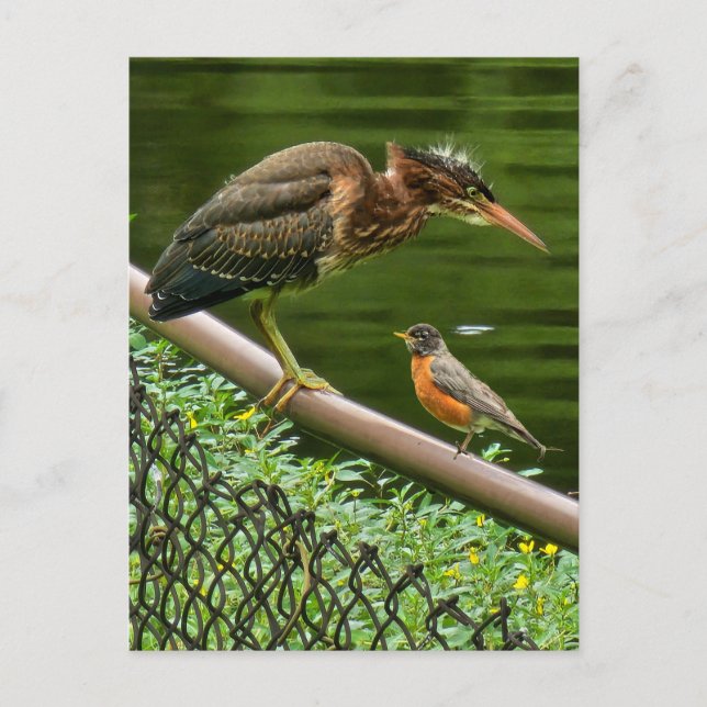 Two birds postcard (Front)