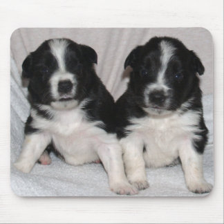 two black and white puppies mouse pad
