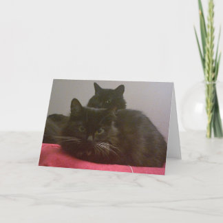 Two Black Cats Greeting Card