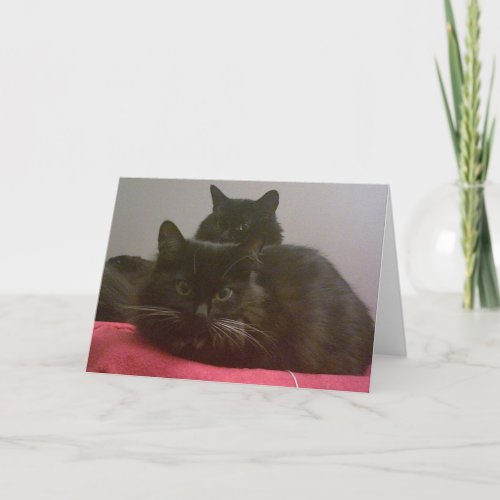 Two Black Cats Greeting Card
