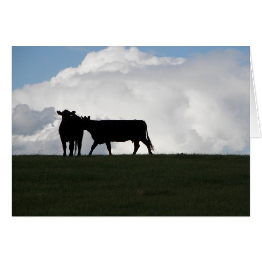 Two Black Cows Cards (Front Horizontal)