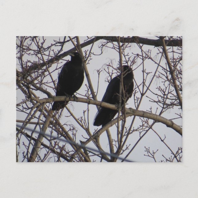 Two Black Crow Birds In A Tree Postcard (Front)