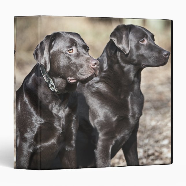 Two Black Labrador retrievers 3 Ring Binder (Front/Spine)