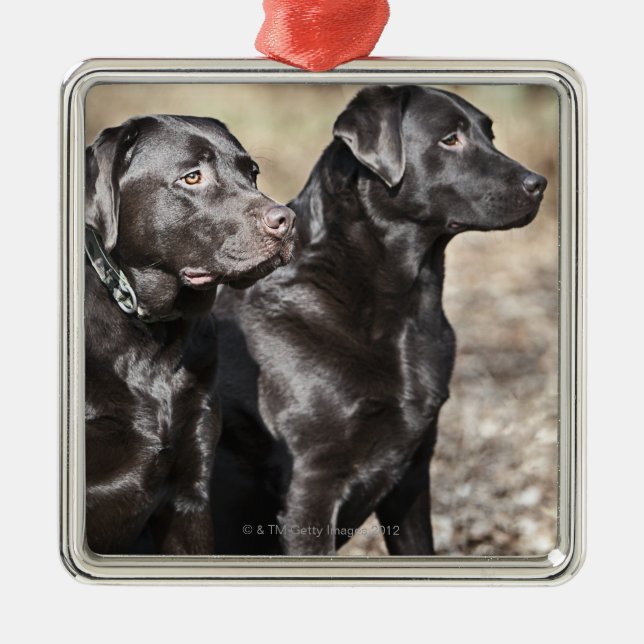 Two Black Labrador retrievers Metal Ornament (Front)
