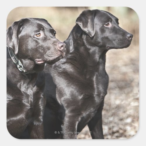 Two Black Labrador retrievers Square Sticker