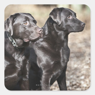 Two Black Labrador retrievers Square Sticker