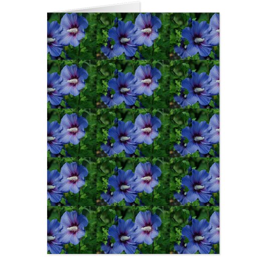 Two Blue Hibiscus Flowers on Plant Cards (Front)