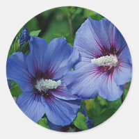 Two Blue Hibiscus Flowers on Plant Classic Round Sticker