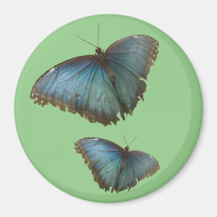 Two Blue Morpho Butterflies Cust. BG Color Magnet