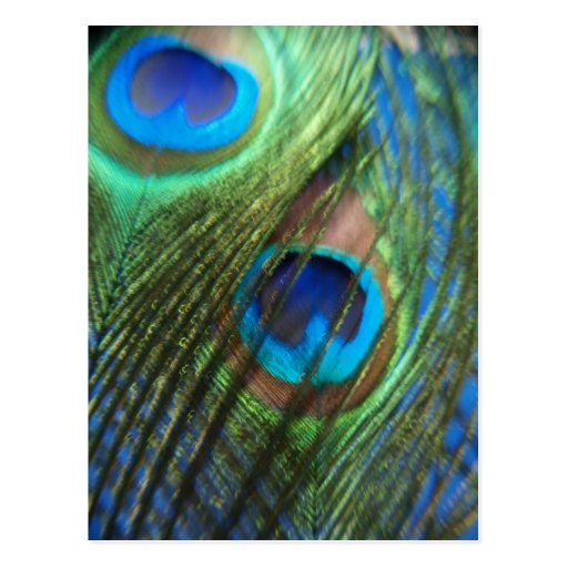 Two Blue Peacock Feathers Postcard | Zazzle