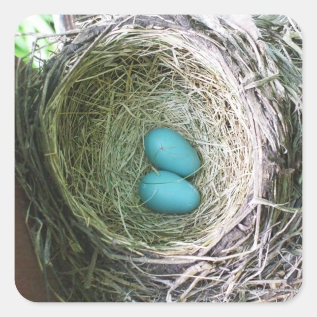 Two Blue Robin's Eggs in Nest Square Sticker (Front)