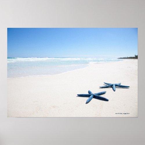 Two blue starfish at waters edge on tropical 2 poster