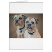 Two Border terriers (Front)