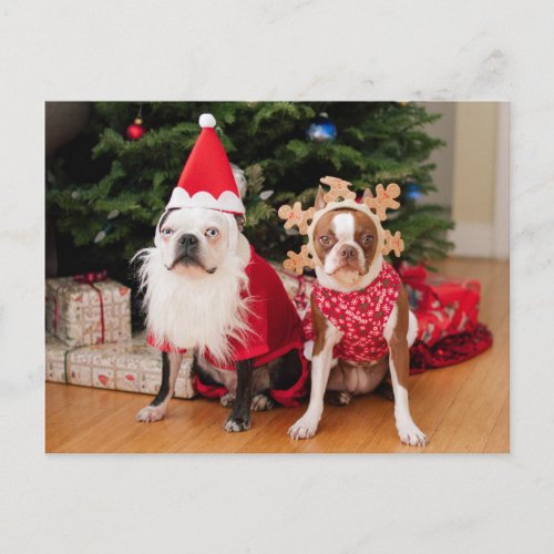 Two boston burrows in Christmas costumes Holiday Postcard