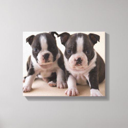 Two Boston Terrier Puppies Canvas Print