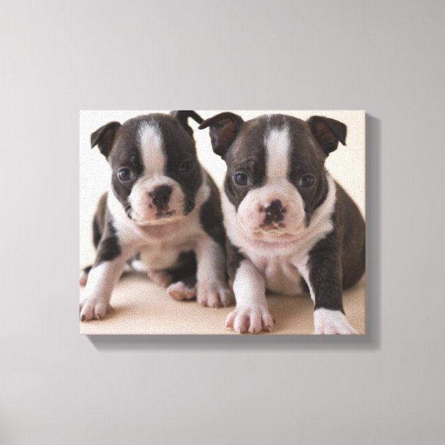 Two Boston Terrier Puppies Canvas Print (Front)