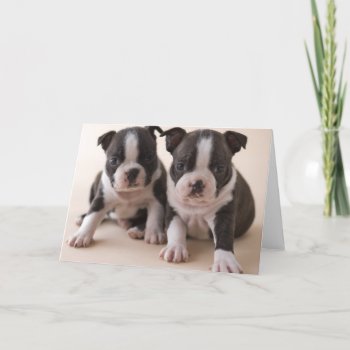 Two Boston Terrier Puppies Card by cutestbabyanimals at Zazzle