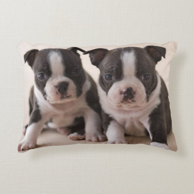 Two Boston Terrier Puppies Decorative Pillow (Front)
