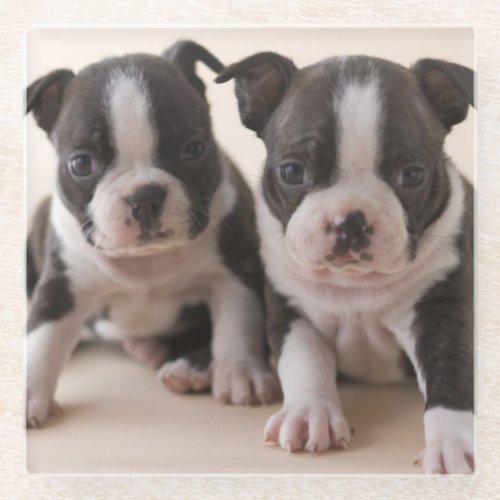 Two Boston Terrier Puppies Glass Coaster