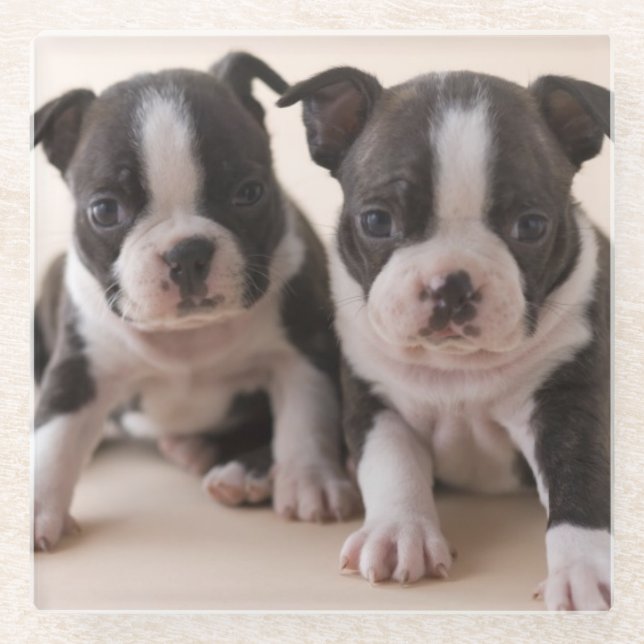 Two Boston Terrier Puppies Glass Coaster (Front)