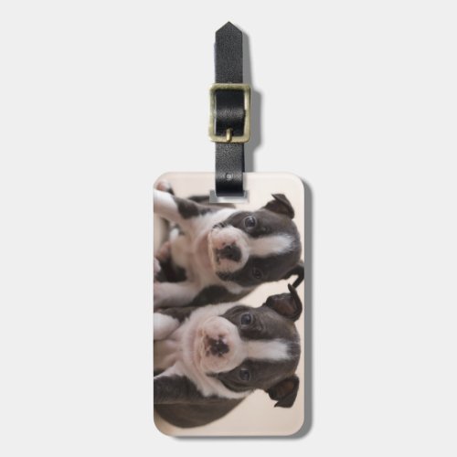 Two Boston Terrier Puppies Luggage Tag
