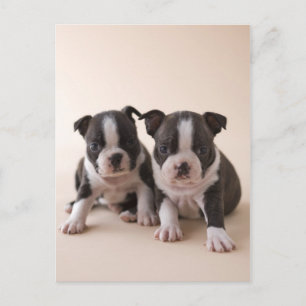 Two Boston Terrier Puppies Postcard