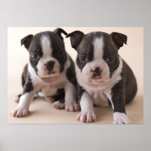 Two Boston Terrier Puppies Poster