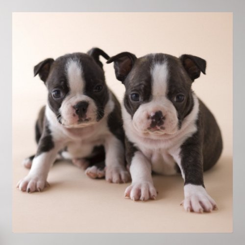 Two Boston Terrier Puppies Poster