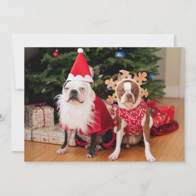 Two boston terriers in Christmas costumes Holiday Card (Front)
