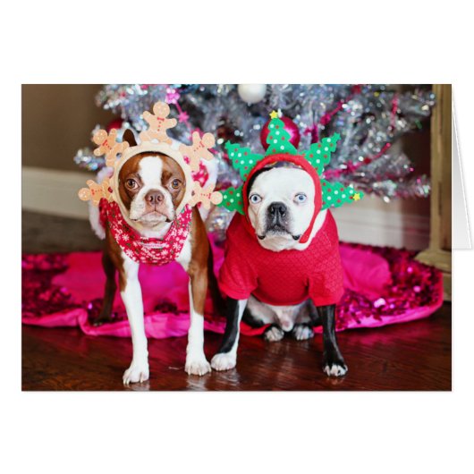 Two BostonTerriers Cards (Front Horizontal)