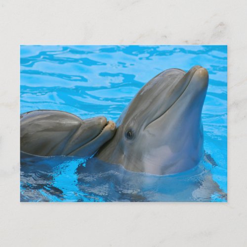 Two bottlenose dolphins postcard