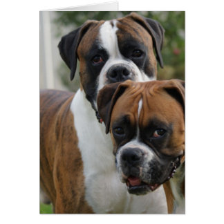 Two Boxer Dogs Cards