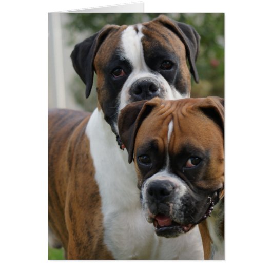 Two Boxer Dogs Cards (Front)