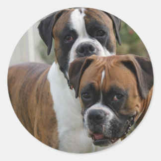Two Boxer Dogs Classic Round Sticker