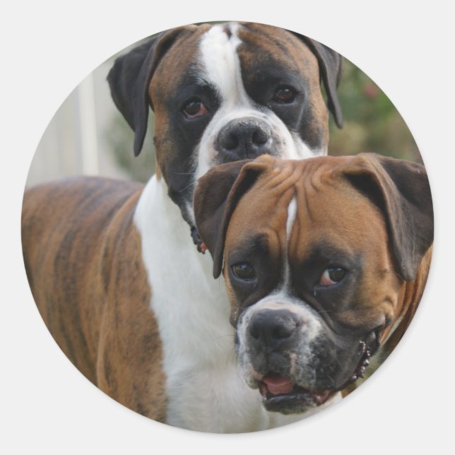 Two Boxer Dogs Classic Round Sticker (Front)
