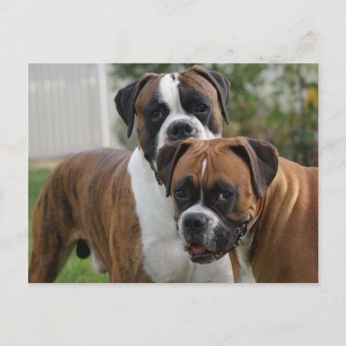 Two Boxer Dogs Postcard