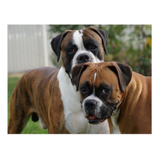 Two Boxer Dogs Postcard | Zazzle.com