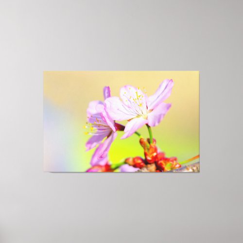 Two Brave Sakura Flowers And Colorful Background Canvas Print