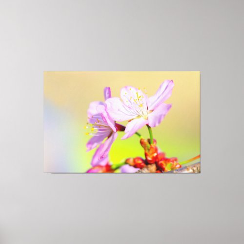 Two Brave Sakura Flowers And Colorful Background Canvas Print