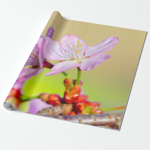 Two Brave Sakura Flowers And Colorful Background Wrapping Paper