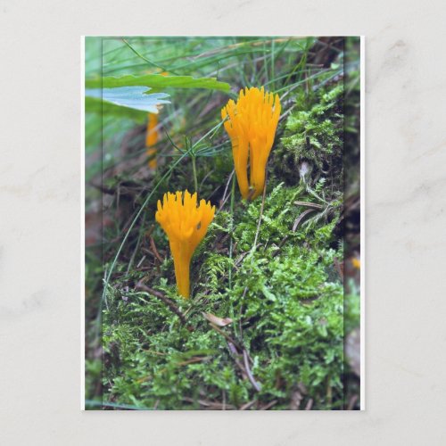 Two Bright Orange Yellow Wild Mushrooms On Moss Co Postcard