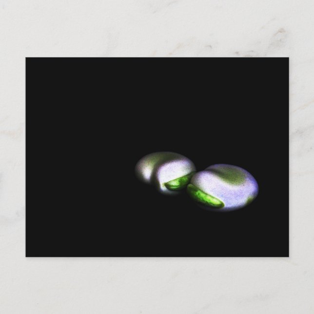 Two Broad Beans pca Postcard (Front)