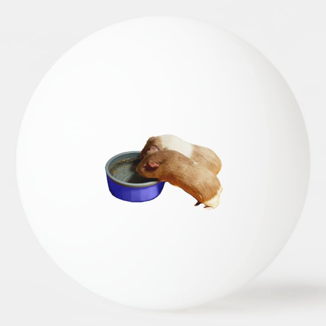 Two Brown And White Guinea Pigs,   Ping Pong Ball (Front)