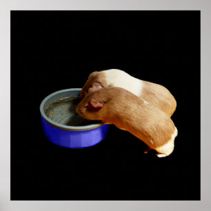 Two Brown And White Guinea Pigs, Poster