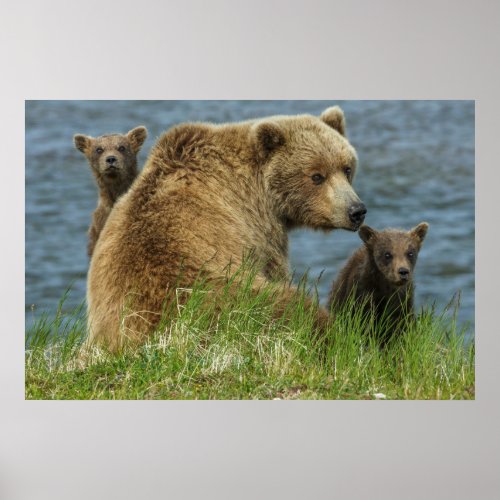 Two Brown Bear Cubs with Mother by the Water Poster