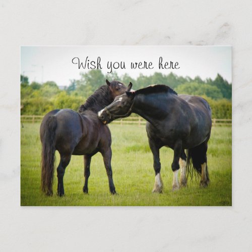Two Brown Horses Postcard